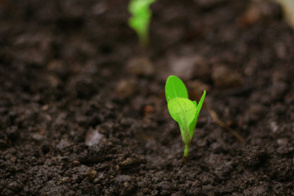 Seedling growing in soil.